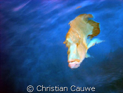 curious wrasse, from boat by Christian Cauwe 